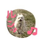もかちゃんすたんぷ（個別スタンプ：16）
