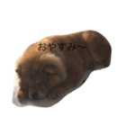 chowchowLOVE（個別スタンプ：1）
