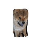 chowchowLOVE（個別スタンプ：5）