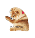 chowchowLOVE（個別スタンプ：8）