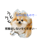 シャロンの日常（個別スタンプ：1）