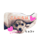 シャロンの日常（個別スタンプ：2）