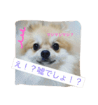 シャロンの日常（個別スタンプ：3）