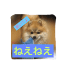 シャロンの日常（個別スタンプ：5）