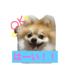 シャロンの日常（個別スタンプ：6）