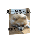 シャロンの日常（個別スタンプ：9）