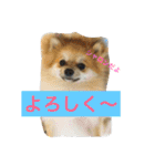 シャロンの日常（個別スタンプ：10）