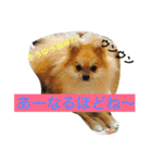 シャロンの日常（個別スタンプ：11）