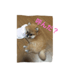 シャロンの日常（個別スタンプ：15）