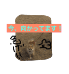 シャロンの日常（個別スタンプ：24）