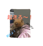 シャロンの日常（個別スタンプ：25）