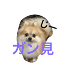 シャロンの日常（個別スタンプ：27）