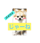 シャロンの日常（個別スタンプ：29）