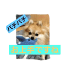 シャロンの日常（個別スタンプ：31）