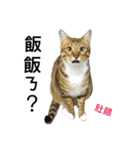 My Catssssss（個別スタンプ：2）