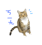 My Catssssss（個別スタンプ：5）