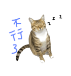 My Catssssss（個別スタンプ：6）