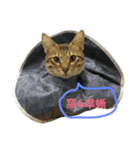 My Catssssss（個別スタンプ：7）