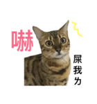 My Catssssss（個別スタンプ：8）