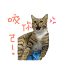 My Catssssss（個別スタンプ：10）