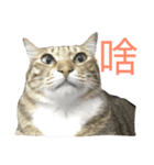 My Catssssss（個別スタンプ：11）