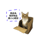 My Catssssss（個別スタンプ：13）