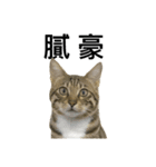 My Catssssss（個別スタンプ：16）