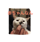 KeroKenkero（個別スタンプ：1）