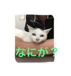 KeroKenkero（個別スタンプ：2）