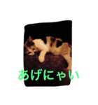 KeroKenkero（個別スタンプ：4）