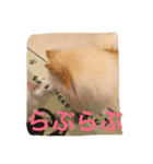 KeroKenkero（個別スタンプ：6）