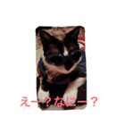 KeroKenkero（個別スタンプ：8）