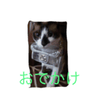 KeroKenkero（個別スタンプ：9）