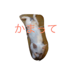 KeroKenkero（個別スタンプ：11）