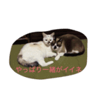KeroKenkero（個別スタンプ：12）