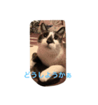 KeroKenkero（個別スタンプ：13）