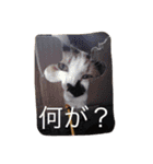KeroKenkero（個別スタンプ：14）