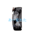 KeroKenkero（個別スタンプ：16）