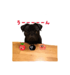 黒パグ こまさくん（個別スタンプ：2）