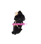 黒パグ こまさくん（個別スタンプ：16）