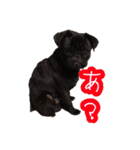 黒パグ こまさくん（個別スタンプ：19）