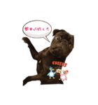 黒パグ こまさくん（個別スタンプ：23）