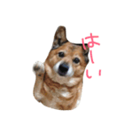 雫＆ロビン（個別スタンプ：11）