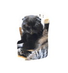 ねこ。ねこ。（個別スタンプ：2）