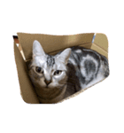 ねこ。ねこ。（個別スタンプ：6）