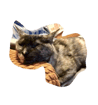 ねこ。ねこ。（個別スタンプ：7）