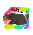 アニマルキョウリュウスタンプ（個別スタンプ：1）