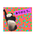 アニマルキョウリュウスタンプ（個別スタンプ：8）