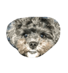 うちの愛犬たけるくん（個別スタンプ：4）