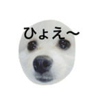 ポメラニアンのコパンくん（個別スタンプ：1）